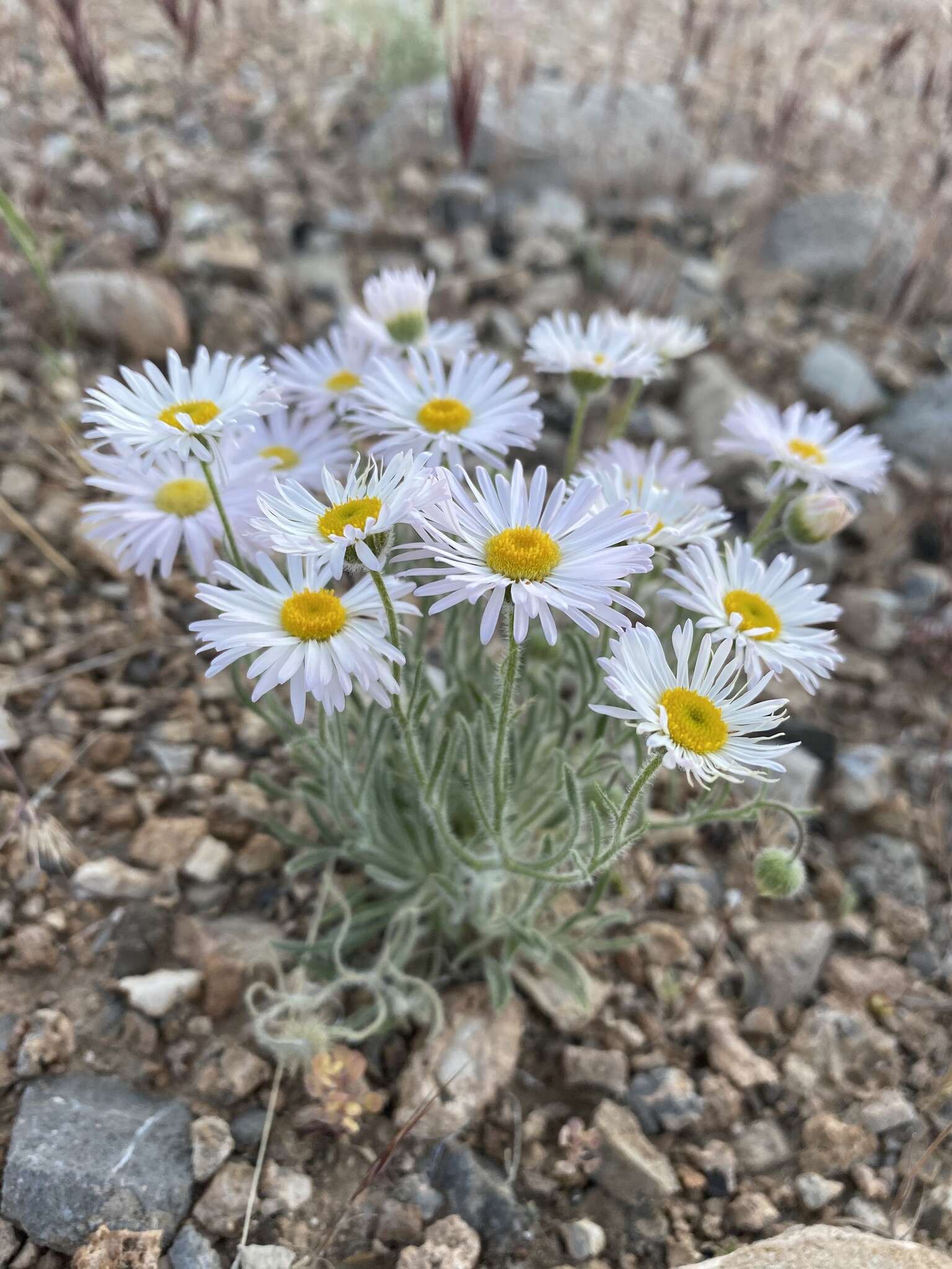 Image of Navajo fleabane