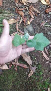 Image of Hedera maderensis K. Koch ex A. Rutherf.