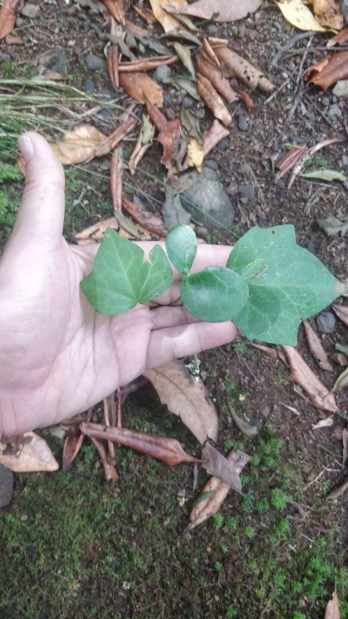 Image of Madeiran Ivy