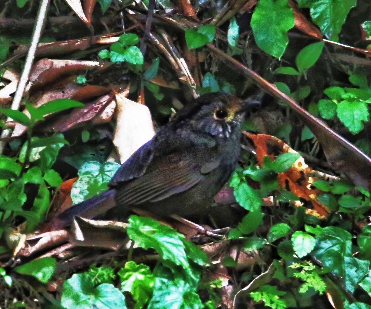 Image of Dusky Fulvetta