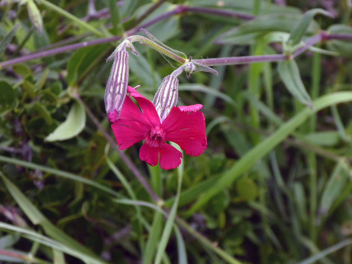 Plancia ëd Silene ornata Ait.