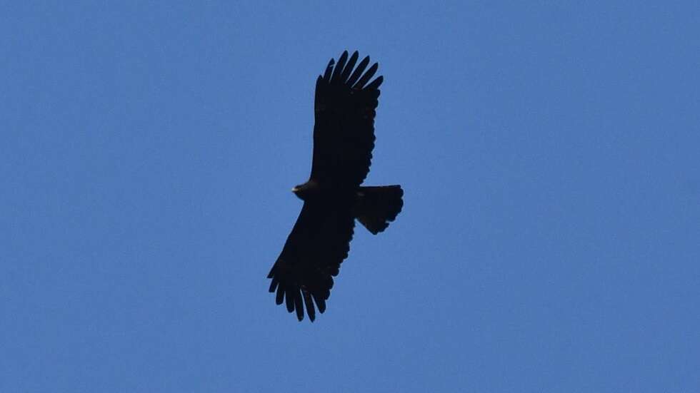 Image of Asian Black Eagle