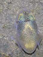 Image of Southern Bobtail Squid