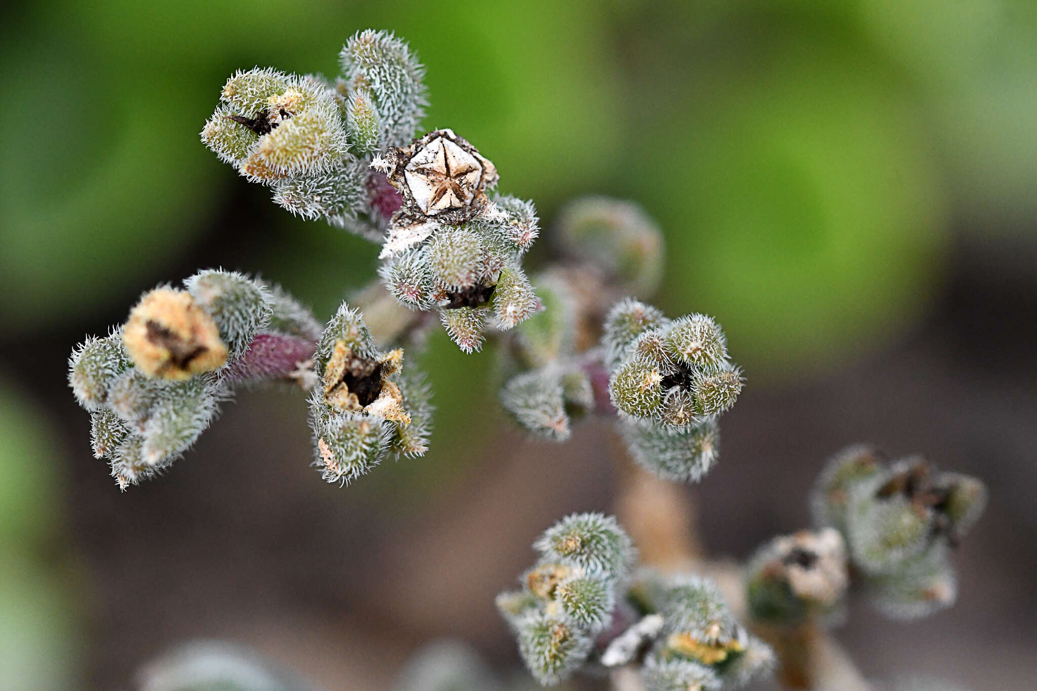 Imagem de Delosperma brunnthaleri (A. Berger) Schwant. ex Jacobsen