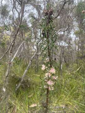 Image of Petrophile diversifolia R. Br.