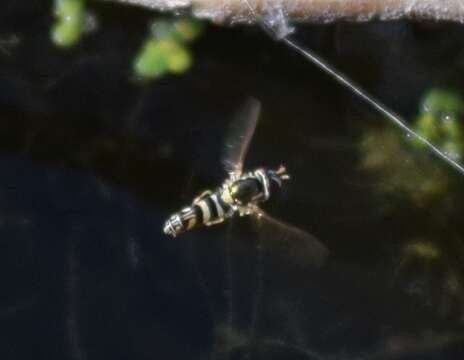 Image of Syrphid fly