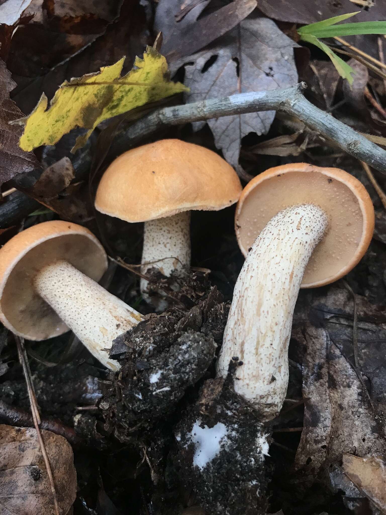 Image of Suillus hirtellus (Peck) Snell 1944