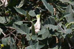 Imagem de Datura wrightii Hort. ex Regel