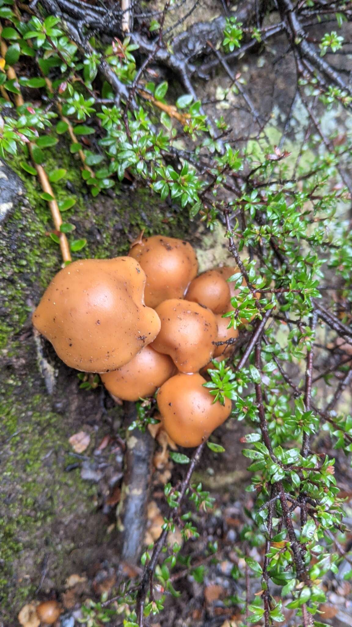 Pholiota malicola (Kauffman) A. H. Sm. 1934 resmi