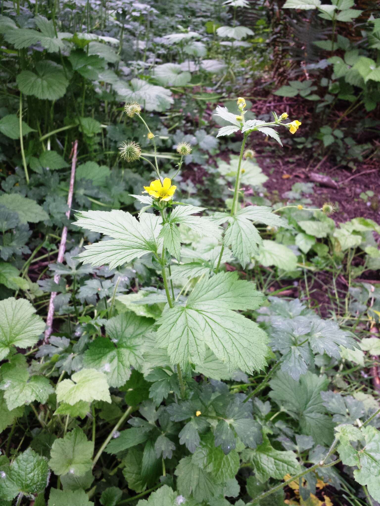 Imagem de Geum macrophyllum Willd.