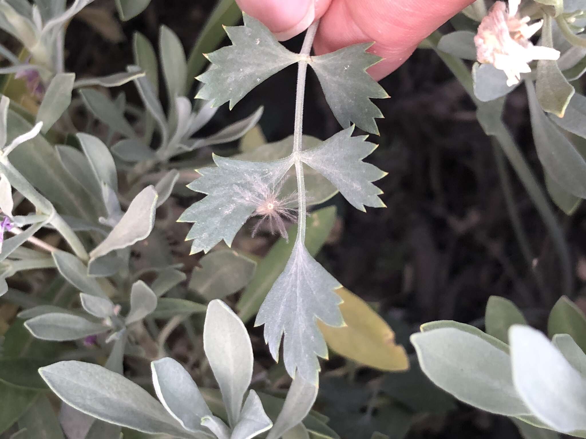 Image of Pimpinella cumbrae Link