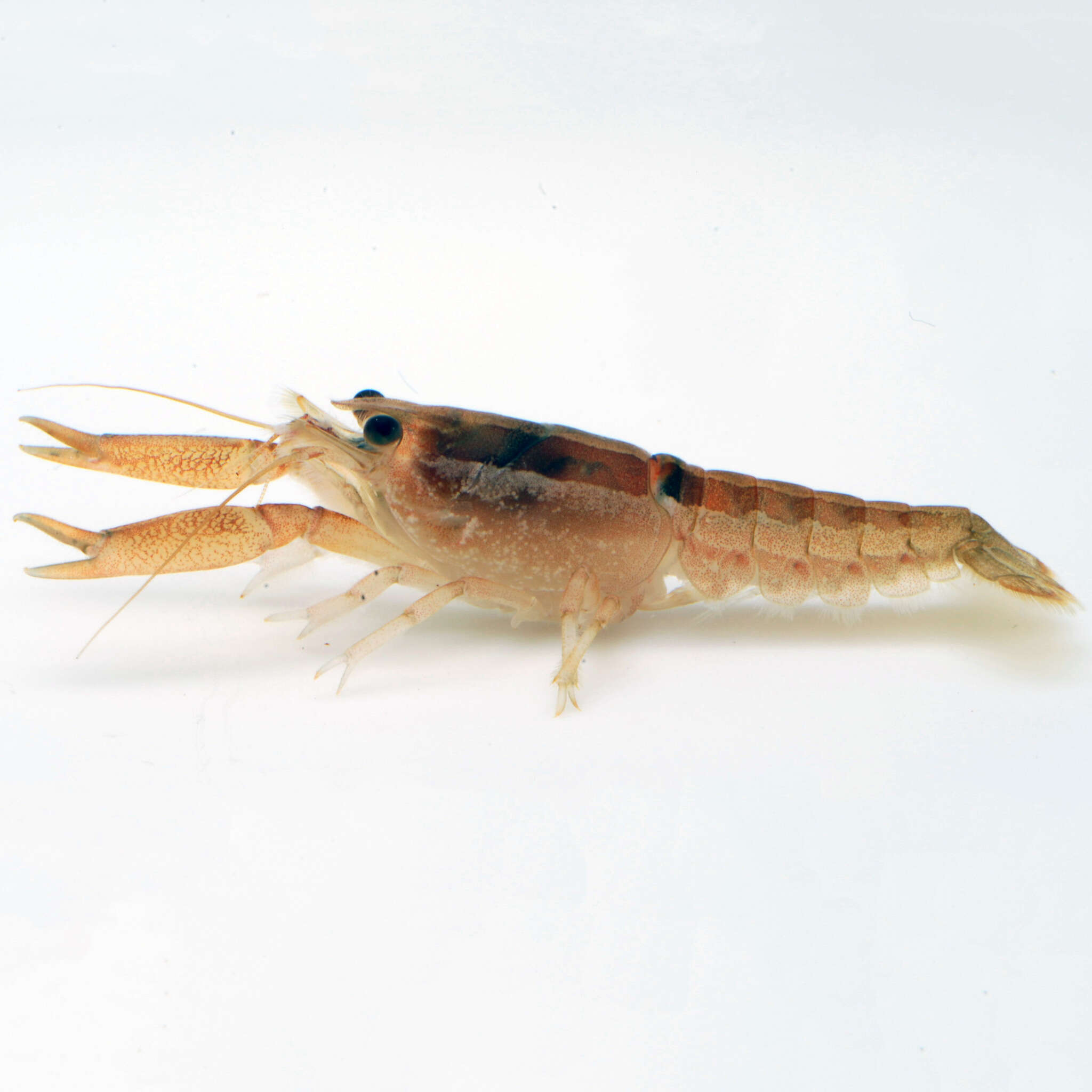 Image of Procambarus incilis Penn 1962