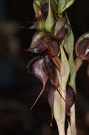 Image of Sikh's whiskers