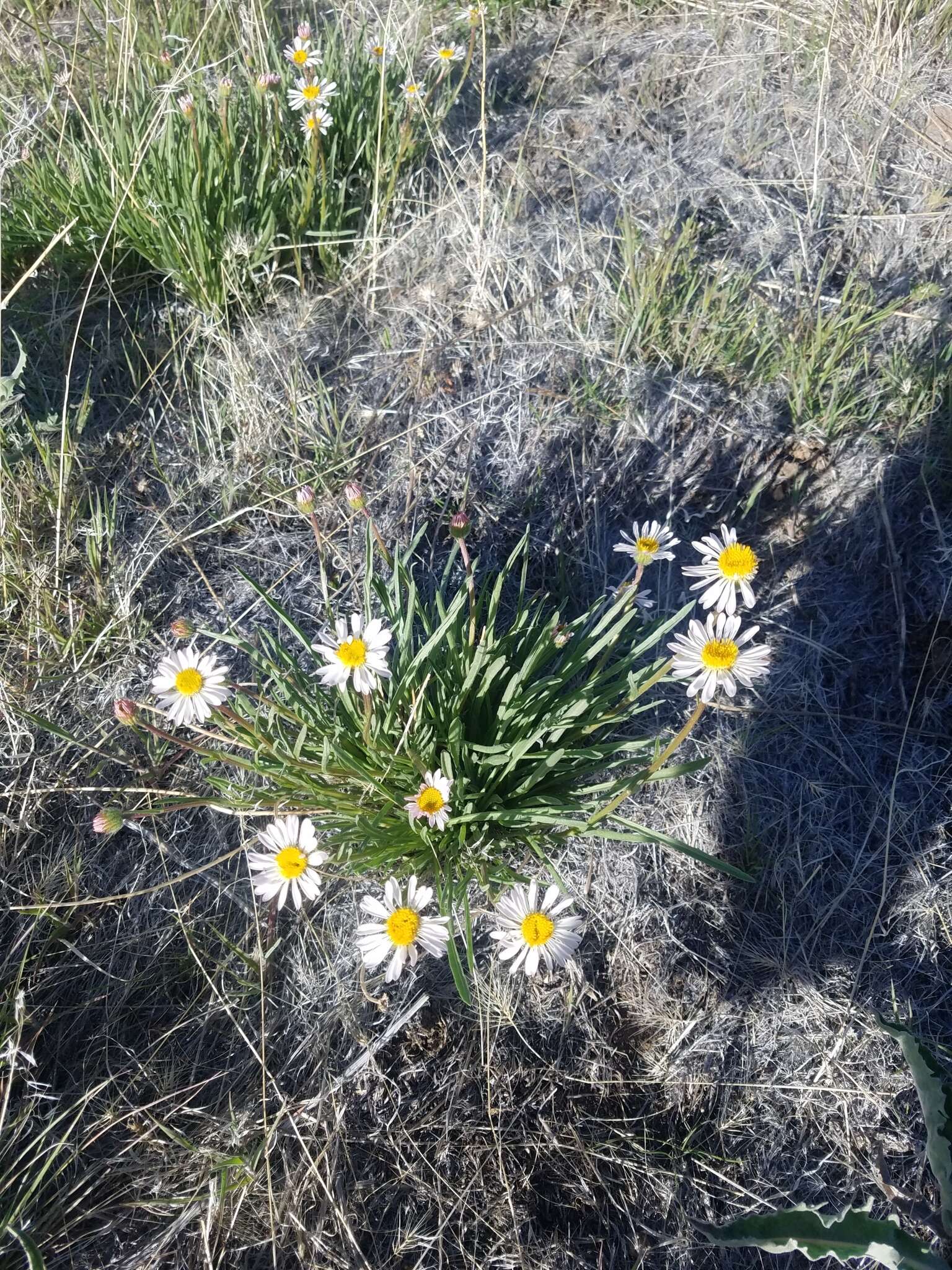 Image of Eaton's fleabane