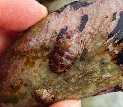 Image de chiton rouge marbré