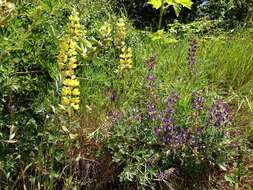 Image of summer lupine