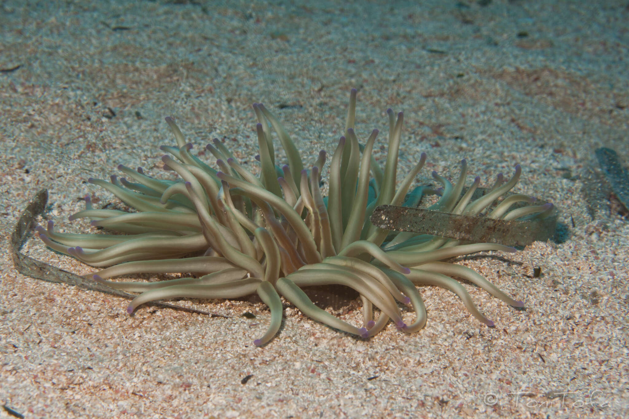 Image of Golden anemone