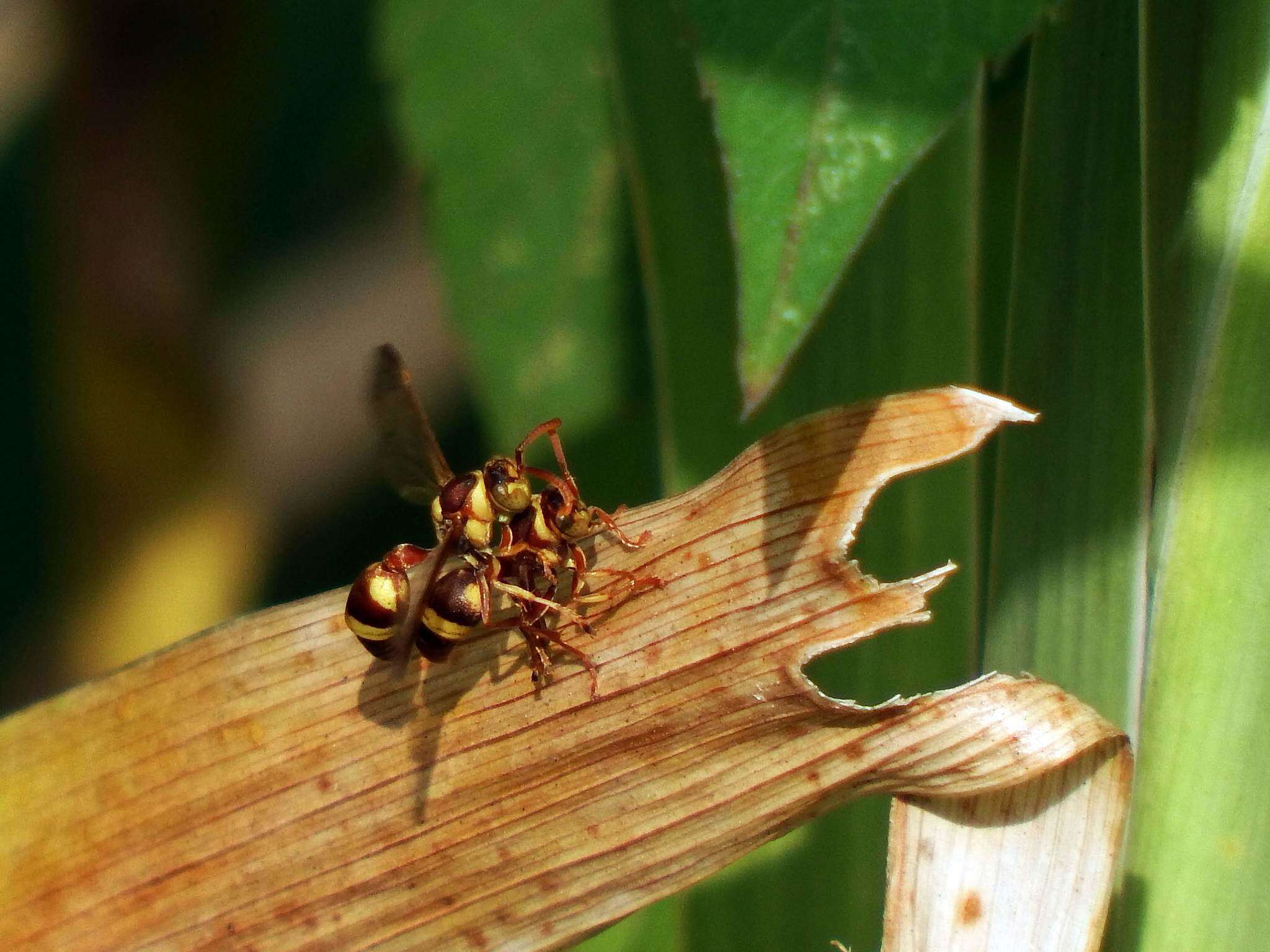 Image of Ropalidia fasciata (Fabricius 1804)