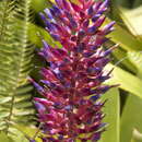 Image of Aechmea fendleri André ex Mez