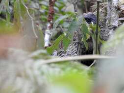 Image of Andean Guan