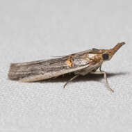 Image of Moth