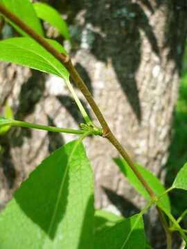 Image of Simon poplar