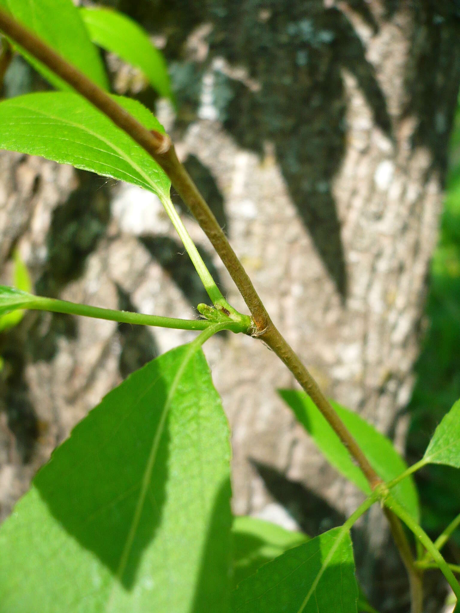 Image of Simon poplar