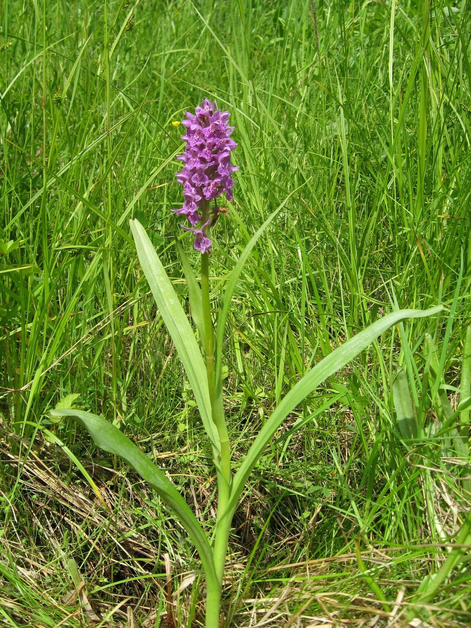 Image de Dactylorhiza sibirica Efimov