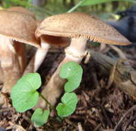 Image of Armillaria ostoyae (Romagn.) Herink 1973