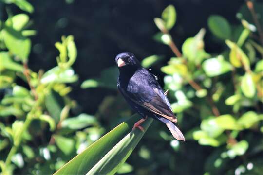 Image of Dusky Indigobird