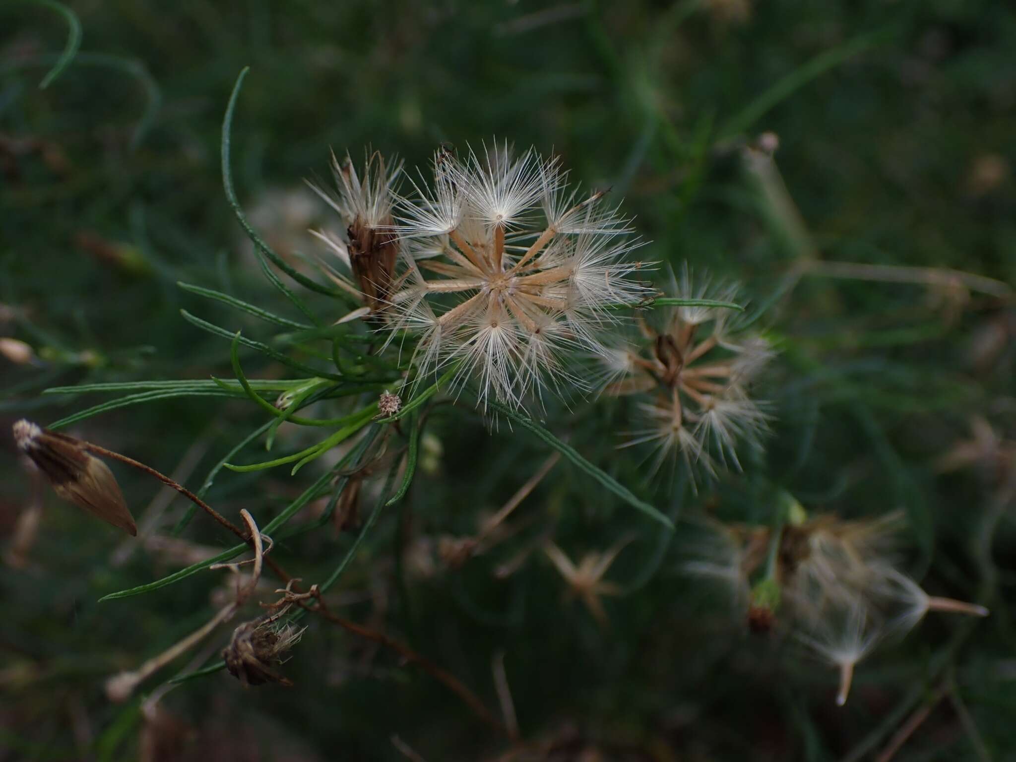 Image of Vittadinia tenuissima (Benth.) J. Black