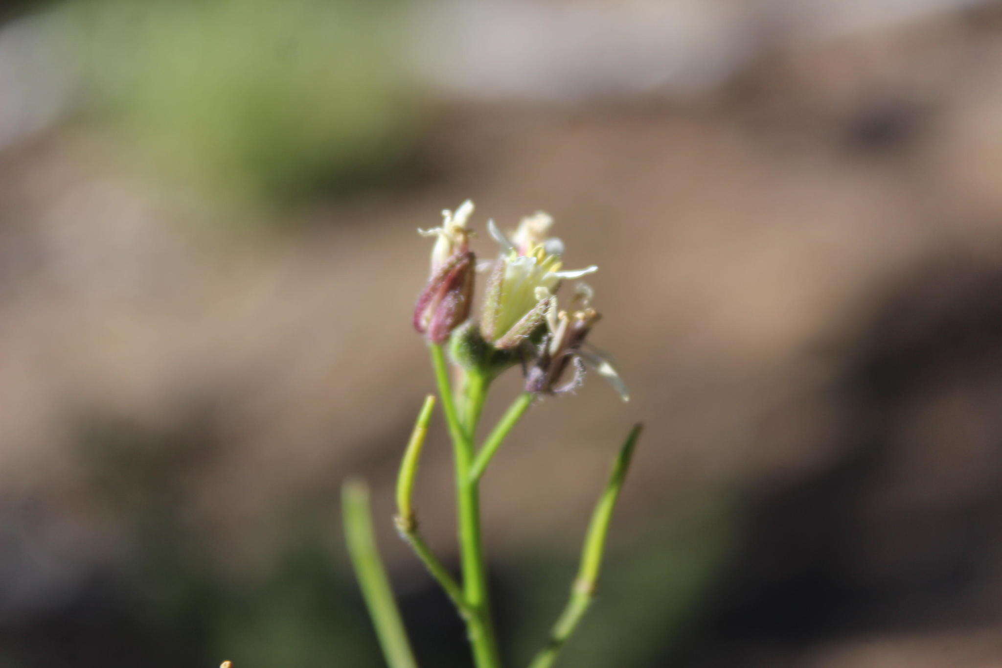 Sisymbrium turczaninowii Sond.的圖片