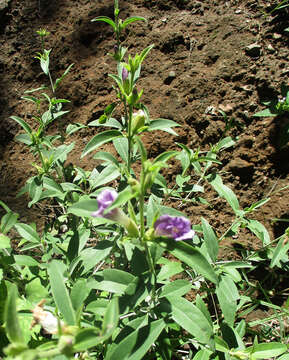 Image of Barleria lancifolia T. Anders.