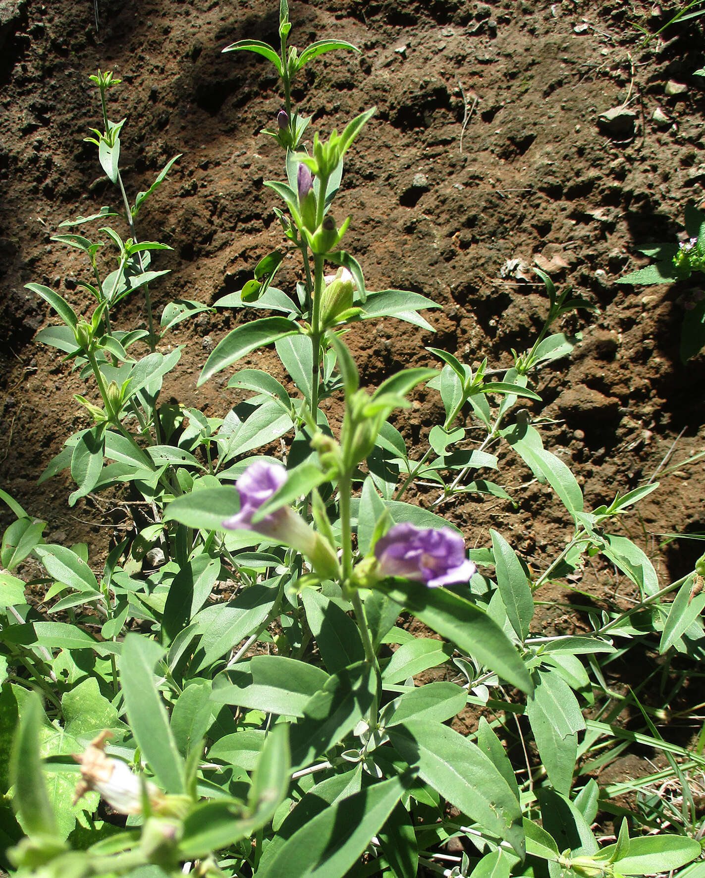 Image of Barleria lancifolia T. Anders.