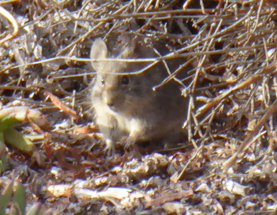 Image of African karoo rats