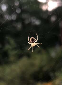 Image of Araneus guttulatus (Walckenaer 1841)