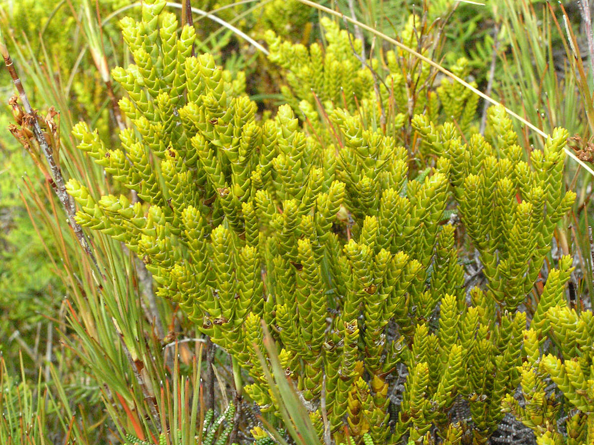 Imagem de Veronica tetragona subsp. tetragona