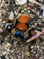 Image of Phidippus nikites Chamberlin & Ivie 1935