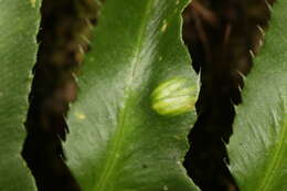 Image of Taphrina polystichi Mix 1938