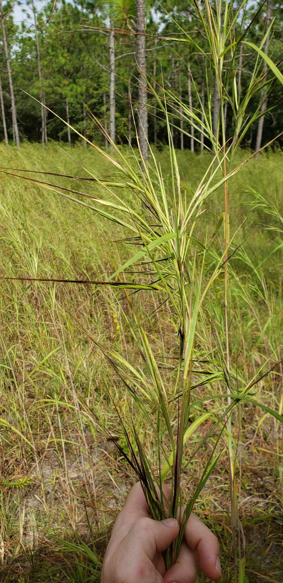 Imagem de Heteropogon melanocarpus (Elliott) Benth.