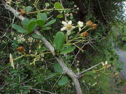 Image of Putterlickia neglecta Jordaan, R. G. C. Boon & A. E. van Wyk