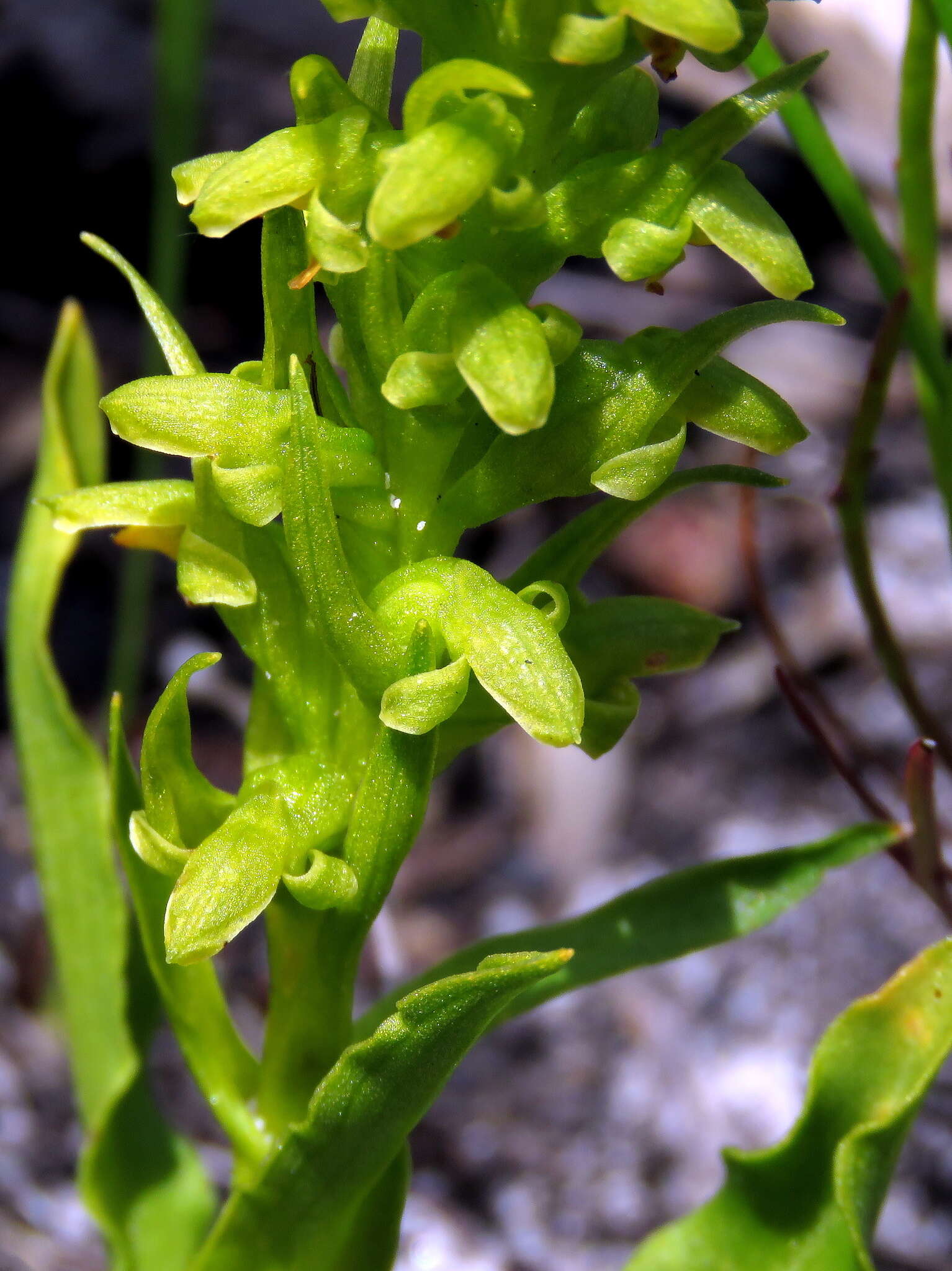 Disa cylindrica (Thunb.) Sw. resmi