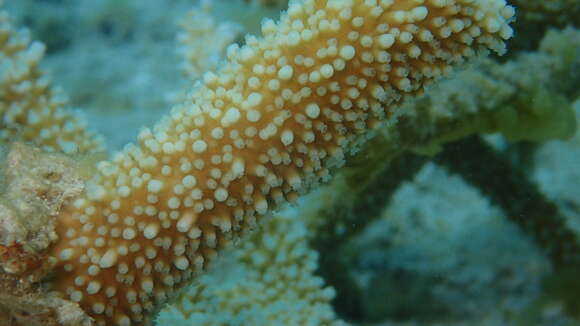 Image of Small base staghorn coral