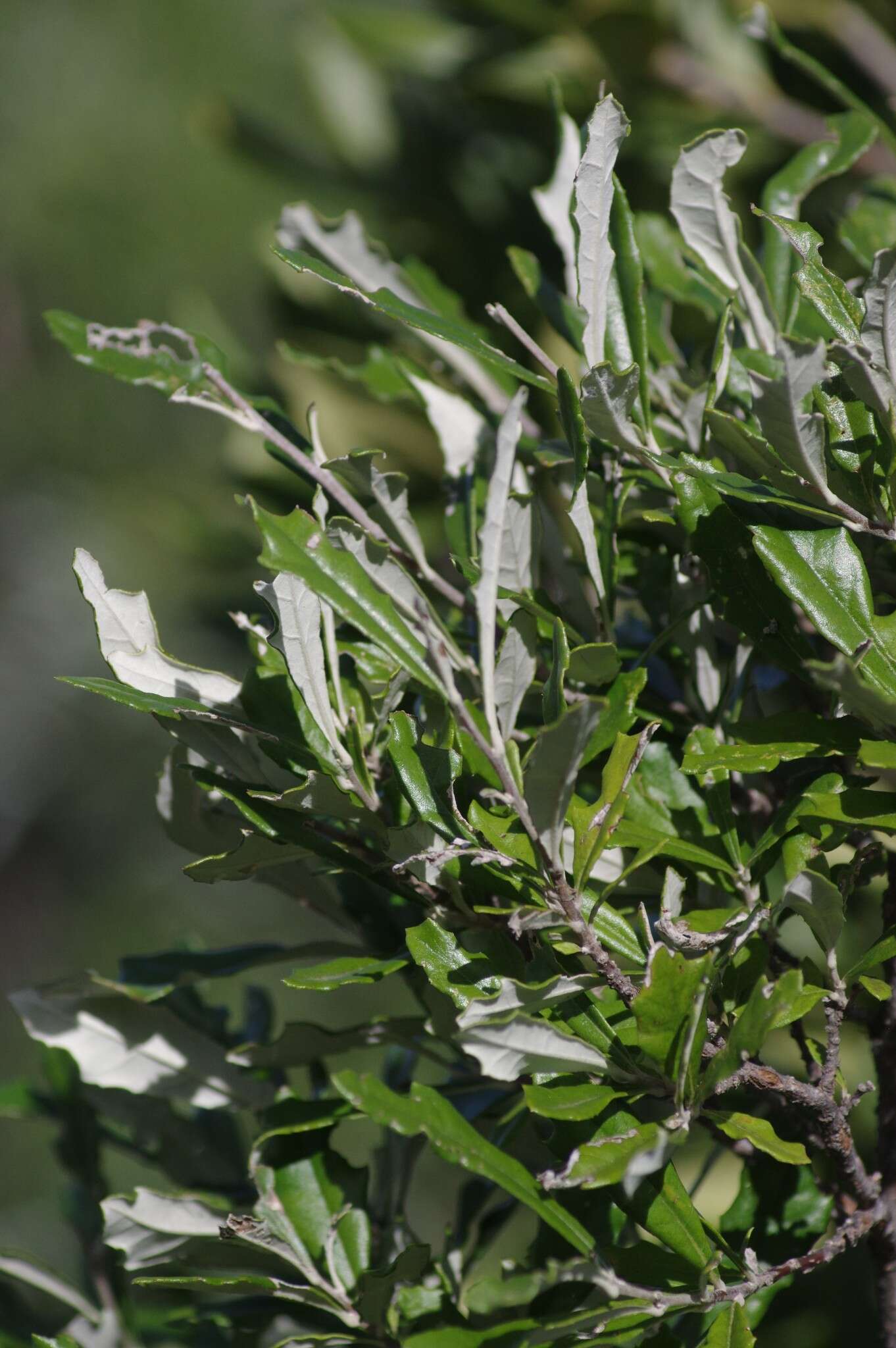 Image of Brachylaena ilicifolia (Lam.) Phill. & Schweick.