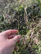 Слика од Thalictrum texanum (A. Gray) Small