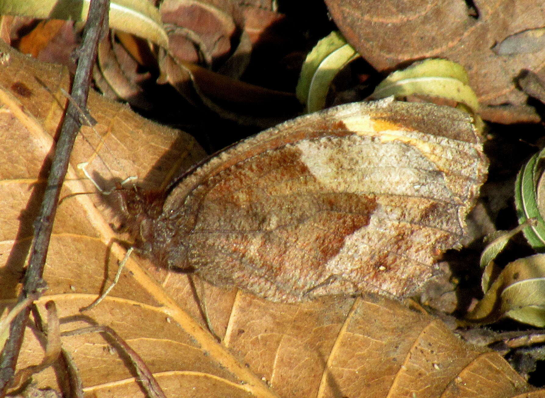 Image of Parapedaliodes parepa Hewitson 1861