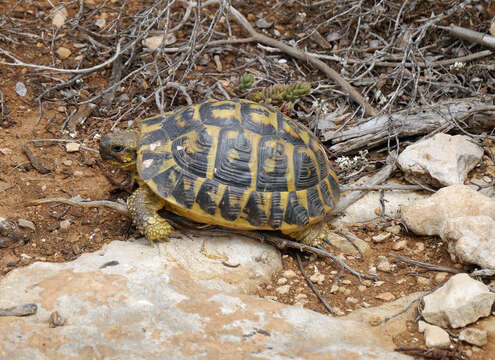 Testudo hermanni hermanni Gmelin 1789的圖片