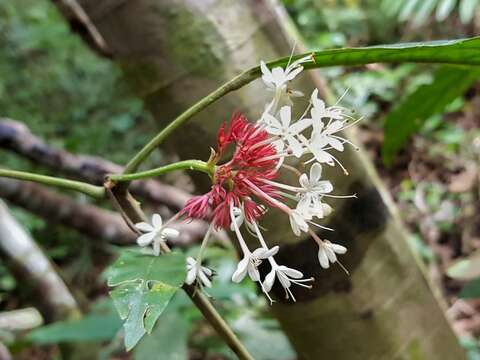 Image of Clerodendrum deflexum Wall.