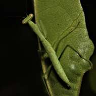 Слика од Callimantis antillarum Saussure 1859