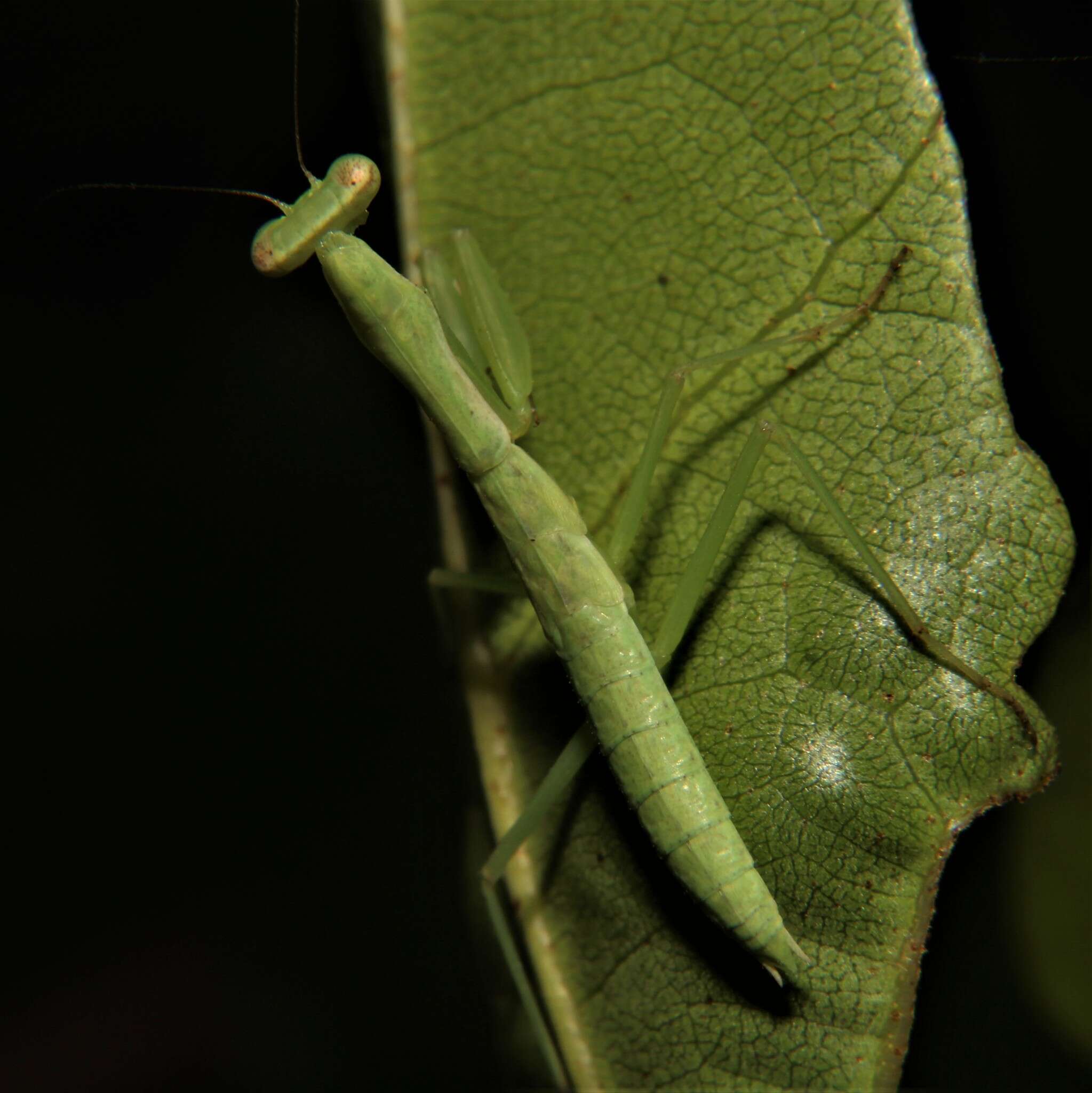 Слика од Callimantis antillarum Saussure 1859